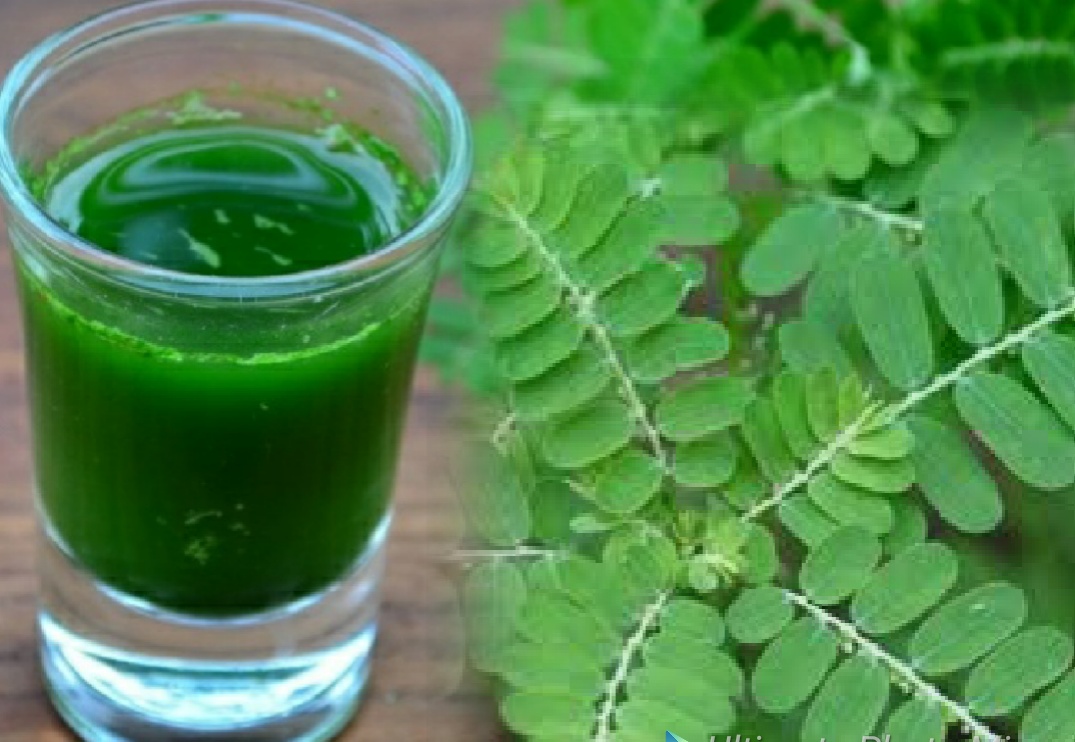 ಕೊರೊನಾದಿಂದ ದೂರವಿರಲು ರೋಗ ನಿರೋಧಕ ಶಕ್ತಿಯನ್ನು ಹೆಚ್ಚಿಸುವ ನೆಲ ನೆಲ್ಲಿ