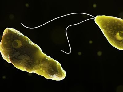 ನೆಯೆಗ್ಲೇರಿಯಾ ಫೌಲೆರಿ – ಅಪರೂಪದ ಮೆದುಳು ತಿನ್ನುವ ಅಮೀಬಾ
