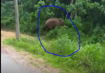 ಪುತ್ತೂರು ನೆಲ್ಯಾಡಿಯ ಮಣ್ಣಗುಂಡಿಯಲ್ಲಿ ಕಾಡಾನೆಗಳ ಹಾವಳಿ..!