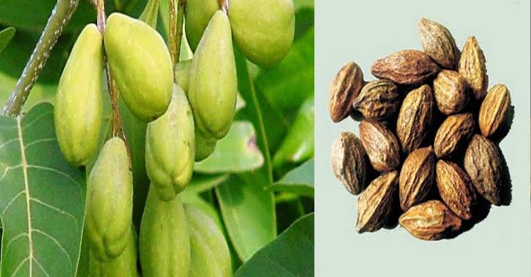 ಔಷಧಿಗಳ ಪಿತಾಮಹ ಅಳಲೆಕಾಯಿ ಎಂಬ ದಿವ್ಯ ಸಂಜೀವಿನಿಯ ಬಹು ವಿಧದ ಉಪಯೋಗಗಳೇನು ಗೊತ್ತಾ?