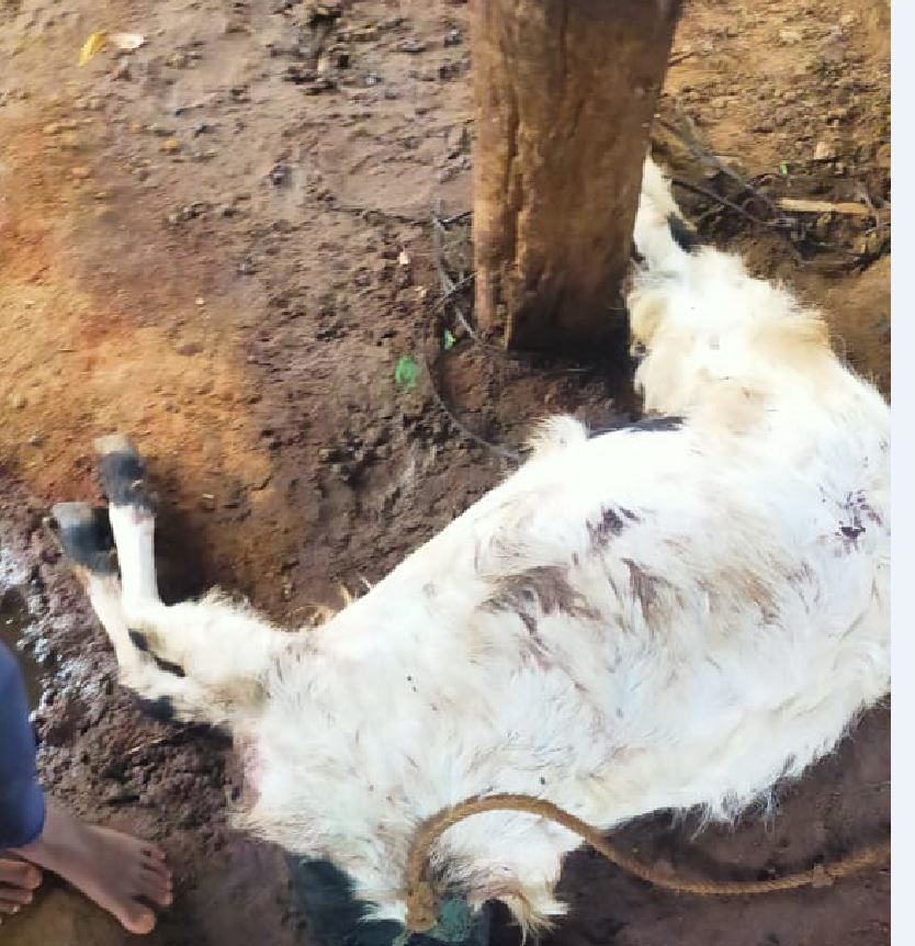 ಹೆಚ್.ಡಿ ಕೋಟೆಯಲ್ಲಿ ಚಿರತೆ ದಾಳಿಗೆ ಮೇಕೆ ಬಲಿ