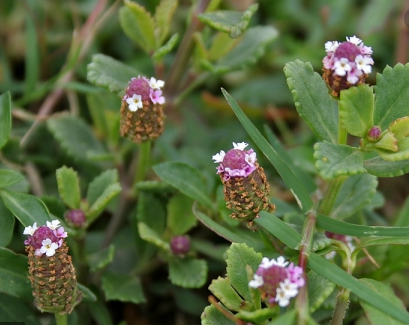ಹಲವು ಆರೋಗ್ಯ ಸಮಸ್ಯೆಗಳಿಗೆ ಅತ್ಯುತ್ತಮ ಔಷದವಾಗಬಲ್ಲ ವಿಶೇಷ ಸಸ್ಯ ಜಲಹಿಪ್ಪಲಿ