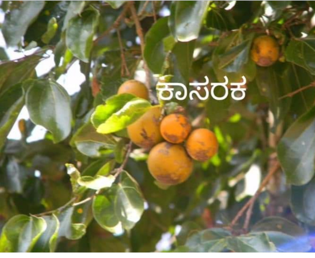 ಆಯುರ್ವೇದ ವೈದ್ಯ ಪದ್ಧತಿಯಲ್ಲಿ ಹೃದಯ ಸಂಬಂಧಿ ರೋಗಗಳಿಗೆ ಔಷಧಿ  ಈ  ಕಾಸರಕ