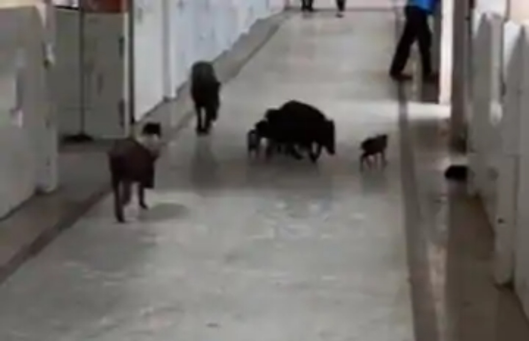 ಕೊರೊನಾ ಆಸ್ಪತ್ರೆಯಲ್ಲಿ ಹಂದಿಗಳ ಬಿಂದಾಸ್ ಓಡಾಟ..! ಇದೆಂಥಾ ದುರಾವಸ್ಥೆ..!