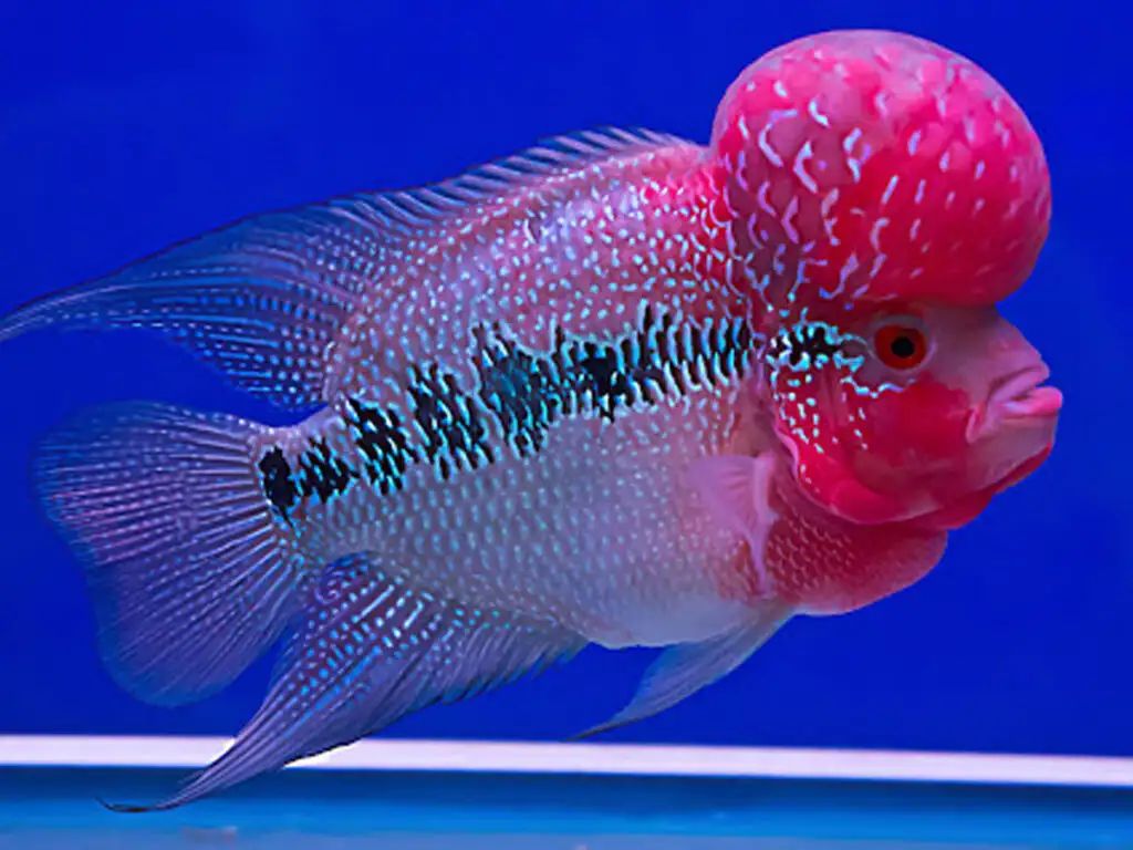 ಬೆಂಗಳೂರು ಅಂತರರಾಷ್ಟ್ರೀಯ ವಿಮಾನ ನಿಲ್ದಾಣಕ್ಕೆ  ಥೈಲ್ಯಾಂಡ್ ನಿಂದ  24,200 ಅಲಂಕಾರಿಕ ಮೀನು ರವಾನೆ