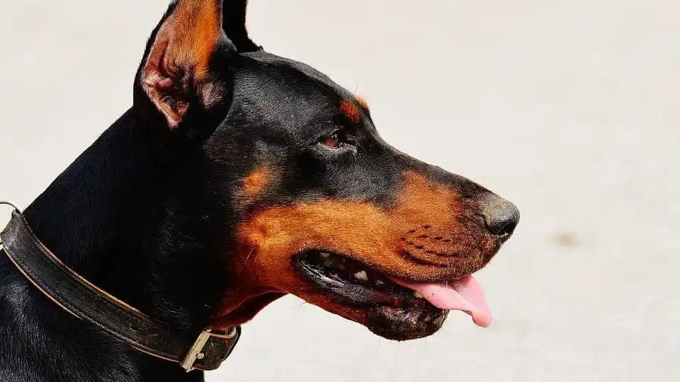 ಕೊರೋನವೈರಸ್ ಸೋಂಕಿತರನ್ನು ನಾಯಿಗಳು ಗುರುತಿಸಬಲ್ಲದು