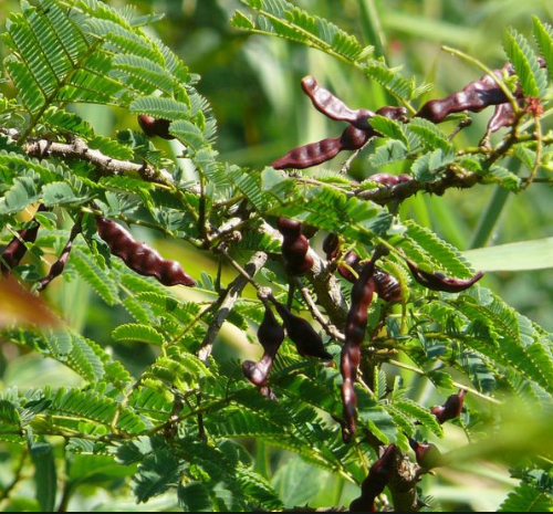 ಕೂದಲಿಗಷ್ಟೇ ಅಲ್ಲ, ಚರ್ಮದ ಕಾಂತಿ ಹೆಚ್ಚಿಸಲು ಮತ್ತು ಕೊಬ್ಬು ಕರಗಿಸಲೂ ಸಹಕಾರಿ ಸೀಗೆ