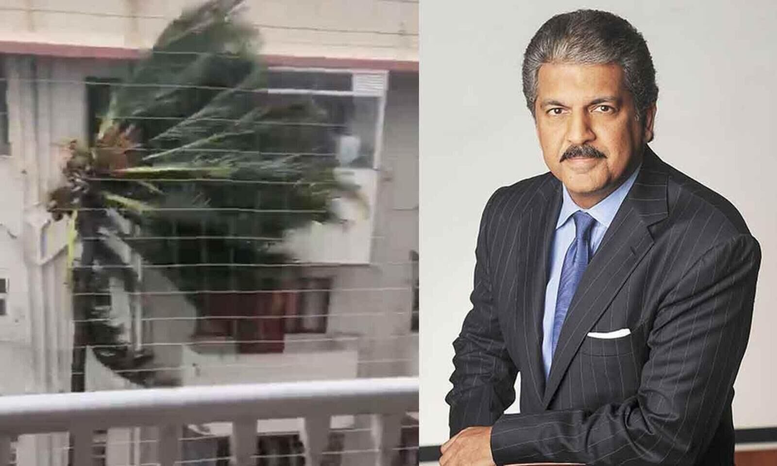 ಮುಂಬೈ ಗಾಳಿ ಮಳೆಗೆ ತಾಳೆ ಮರ ಓಲಾಡುತ್ತಿರುವ ವಿಡಿಯೋ ಹಂಚಿಕೊಂಡ ಉದ್ಯಮಿ ಆನಂದ್ ಮಹೀಂದ್ರಾ