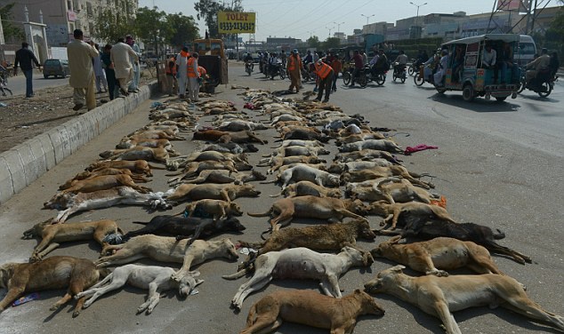 ಮನುಷ್ಯತ್ವ ಮರೆತ ಪಾಕಿಸ್ತಾನದಲ್ಲಿ ಇದೀಗ ನಾಯಿ ಸಂಹಾರ ಅಭಿಯಾನ