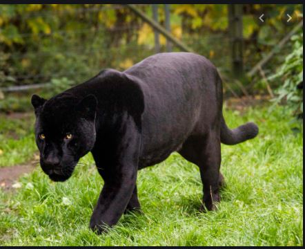 ಬಿಆರ್ ಟಿ ಹುಲಿ ಅರಣ್ಯ ಪ್ರದೇಶದಲ್ಲಿ ಇದೇ ಮೊದಲ ಬಾರಿಗೆ ಕರಿಚಿರತೆ ಪತ್ತೆ..!