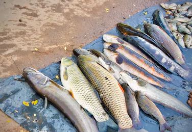 ಕೇರಳ ಸರ್ಕಾರದಿಂದ ರಸ್ತೆ ಬದಿ ಮೀನು ವ್ಯಾಪಾರಿಗಳಿಗೆ ಬಿಗ್ ಶಾಕ್..!