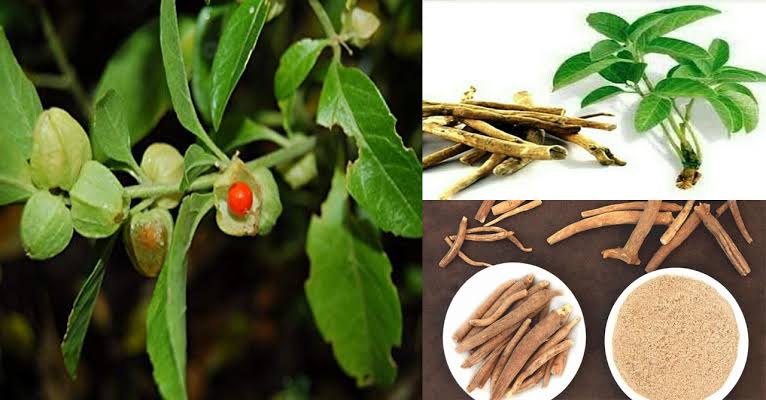 ಹಿರೇಮದ್ದು ಅಶ್ವಗಂಧ ಎನ್ನುವ ಉತ್ಕೃಷ್ಟ ದಿವ್ಯೌಷಧಿಯ ಕುರಿತು ನಿಮಗೆಷ್ಟು ಗೊತ್ತು?