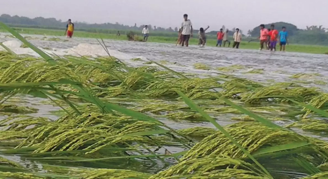 ಕಬಿನಿಯಿಂದ ನೀರು ಬಿಡುಗಡೆ: ಬೆಳೆ ನಾಶ, ರೈತ ಕಂಗಾಲು