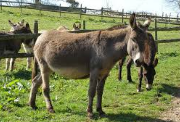 ಹರಿಯಾಣದಲ್ಲಿ ಶುರುವಾಗ್ತಿದೆ ಕತ್ತೆ ಹಾಲಿನ ಡೈಲಿ