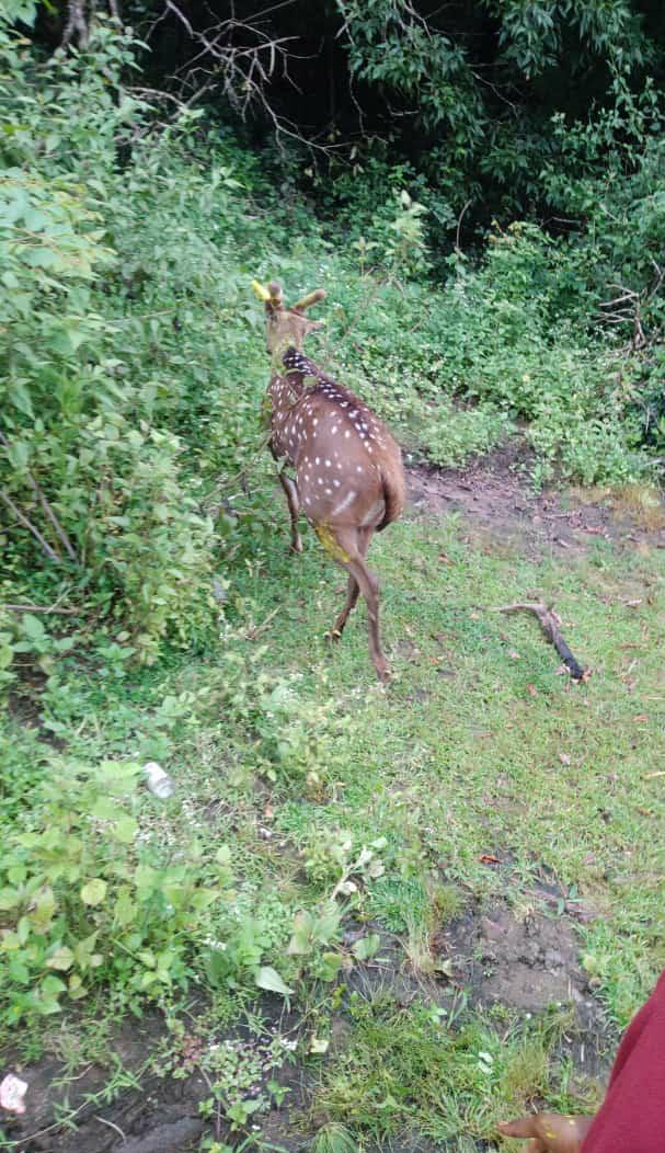 ಬೀದಿನಾಯಿಗಳ ಕೈಗೆ ಸಿಕ್ಕಿ ಗಾಯಗೊಂಡಿದ್ದ ಜಿಂಕೆ ರಕ್ಷಣೆ