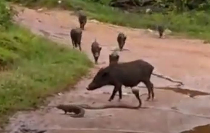 ನಡುರಸ್ತೆಯಲ್ಲಿ ಹಾವು-ಮುಂಗಸಿ ಕಾಳಗ : ನಾಗರಾಜನ ರಕ್ಷಣೆಗೆ ಧಾವಿಸಿದ ಹಂದಿ, ಕಾಗೆಗಳು!
