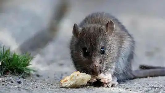 ಮೂರು ವರ್ಷದ ಬಾಲಕನಿಗೆ ಬುಬೊನಿಕ್ ಪ್ಲೇಗ್ – ಚೀನಾದ ಯುನ್ನಾನ್ ನಲ್ಲಿ ತುರ್ತು ಪರಿಸ್ಥಿತಿ ಘೋಷಣೆ