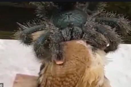 ಇಂತಹ ಜೇಡವನ್ನು ನೀವು ಜೀವನದಲ್ಲೇ ನೋಡಿರಲ್ಲ..? ಅಬ್ಬಾ ಮೈ ಝುಂ ಎನ್ನಿಸುತ್ತೆ ಈ ದೃಶ್ಯ..!