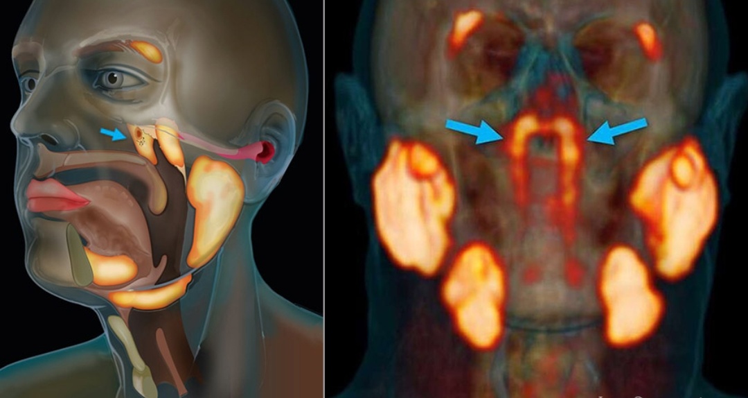 Scientists discovered new organ