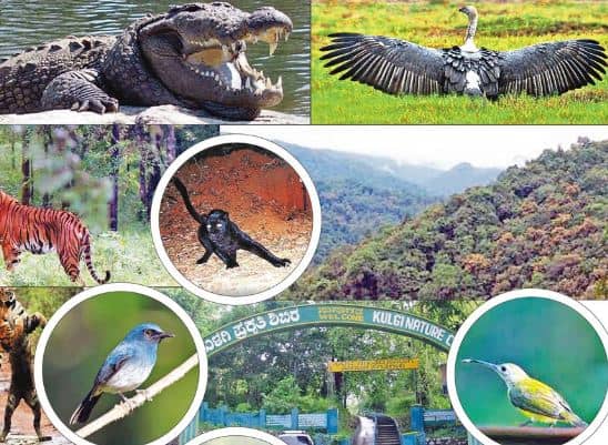 ಸಾಹಸಿ ಪ್ರವಾಸಿ ಪ್ರಿಯರು ದಾಂಡೇಲಿಗೆ ಭೇಟಿ ನೀಡಲೇಬೇಕು..!