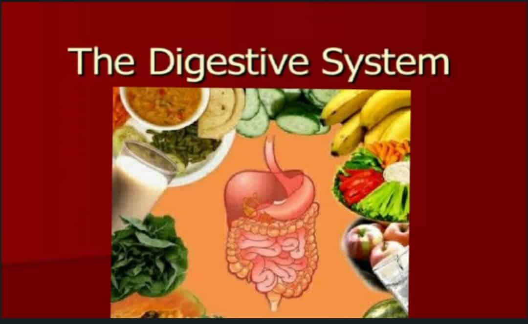 Saakshatv healthtips Digestion