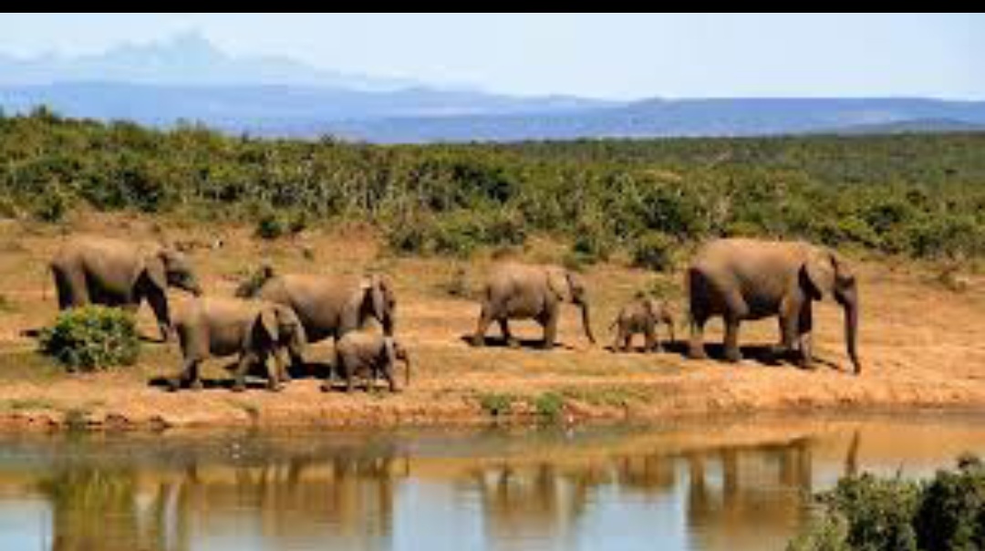 elephant poop paper saakshatv