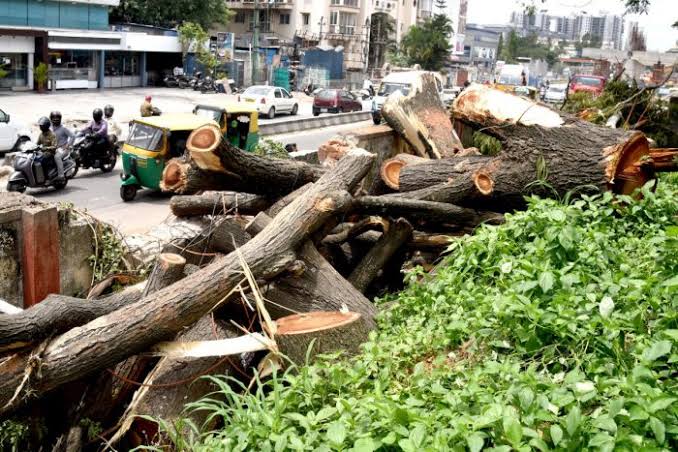Bangalore trees felled