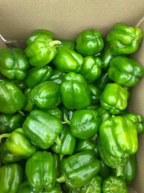 Saakshatv healthtips Capsicum