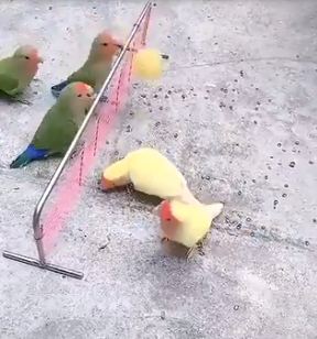 birds playing volleyball
