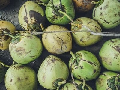 Bali fees in coconuts