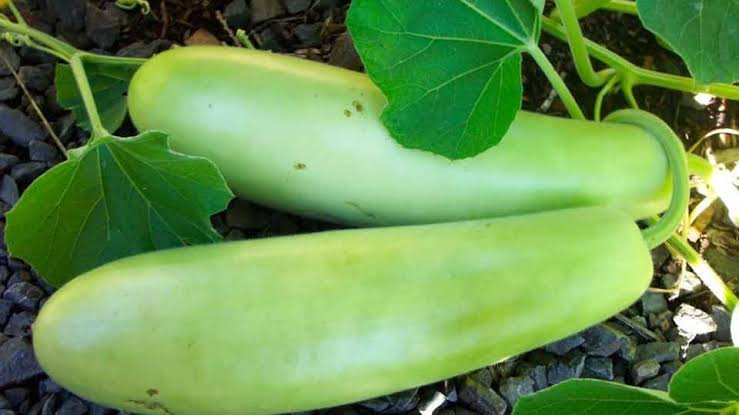 Saakshatv healthtips Bottle gourd
