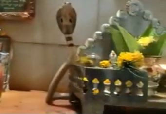 ಮೈಸೂರು | ಮನೆಯ ದೇವರ ಕೋಣೆಯಲ್ಲಿ `ನಾಗ’ರಾಜ