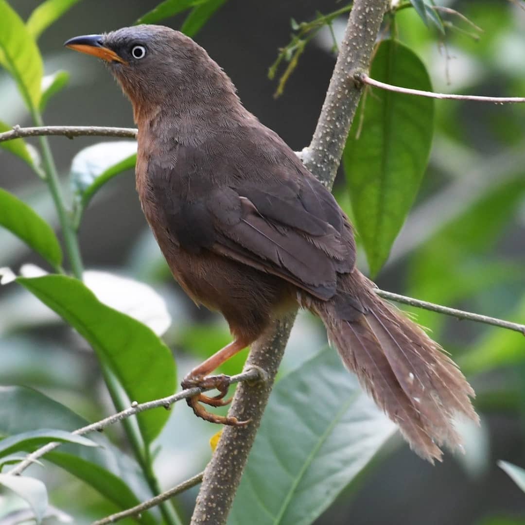 ಕೊಡಗಿನ ಸಲೀಂ ಅಲಿ ಈ `ಬರ್ಡ್ ಮ್ಯಾನ್ ಆಫ್ ಕೂರ್ಗ್’..!