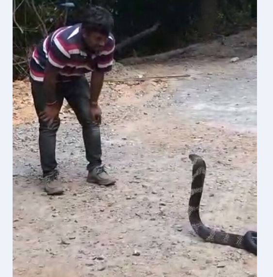 cobra