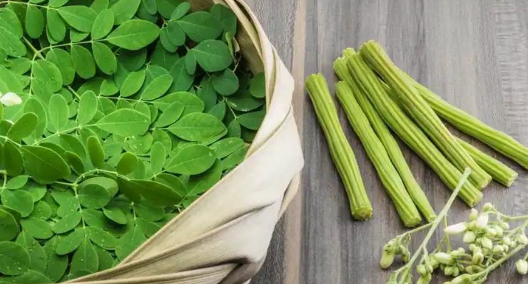 Saakshatv healthtips Moringa benefits