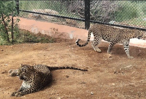 Atal Bihari Vajpayee Zoological Park