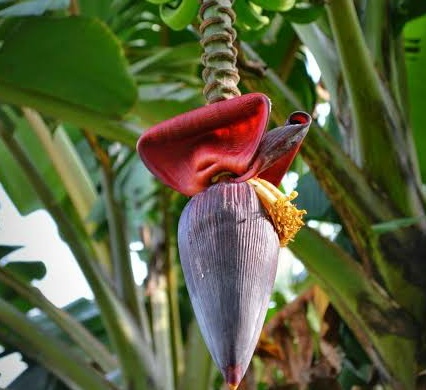 Saakshatv healthtips banana flower