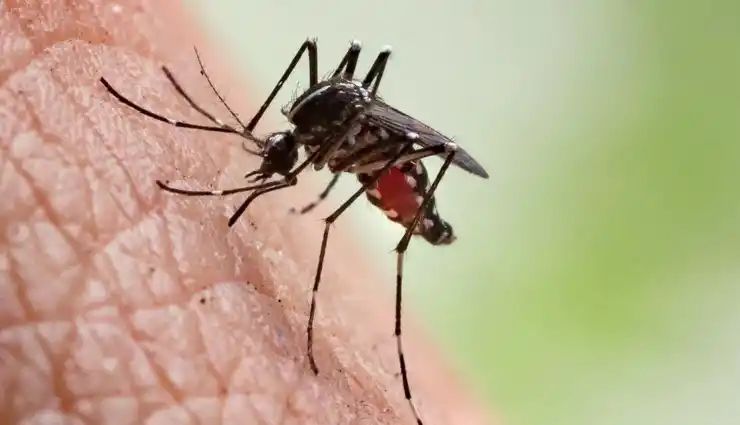 Saakshatv healthtips mosquito bites