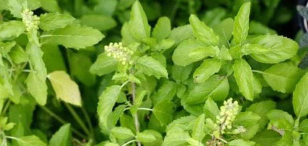 Saakshatv astrology tulasi leaf