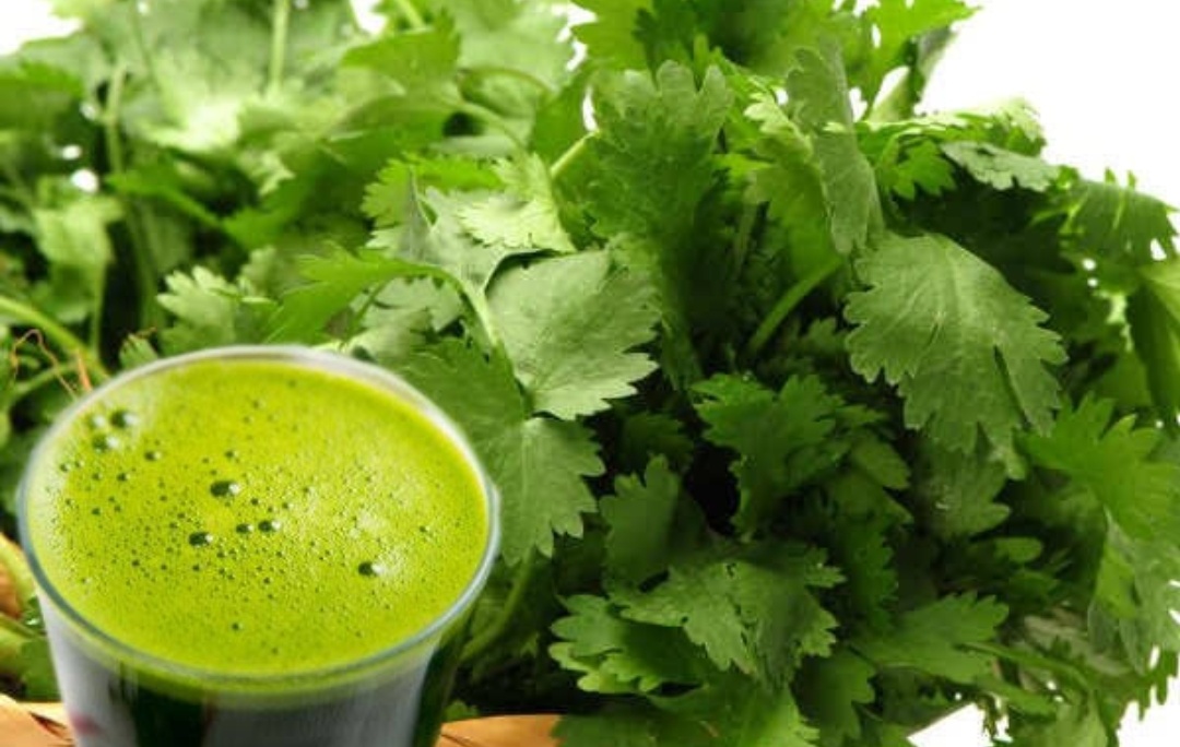 Saakshatv healthtips Benefits of drinking coriander juice
