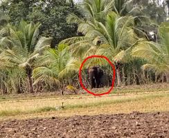 ಸಕಲೇಶಪುರದಲ್ಲಿ ನರಬಲಿ ಪಡೆದಿದ್ದ ಕಾಡಾನೆ ಮದ್ದೂರಿನಲ್ಲಿ ಪ್ರತ್ಯಕ್ಷ