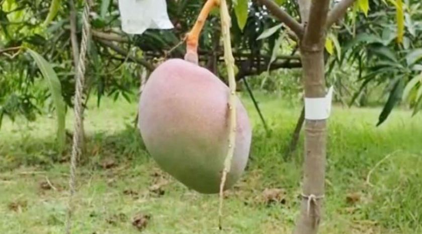 ವಿಶ್ವದ ದುಬಾರಿ ಮಾವಿನ ಹಣ್ಣು ಕಾವಲಿಗೆ  ಶಕ್ತಿಶಾಲಿ ಭದ್ರತಾ ಪಡೆ ನಿಯೋಜನೆ