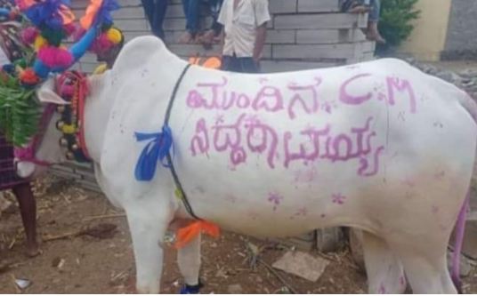 ಎತ್ತಿನ ಮೇಲೆ `ಮುಂದಿನ ಸಿಎಂ ಸಿದ್ದರಾಮಯ್ಯ’ ಬರಹ