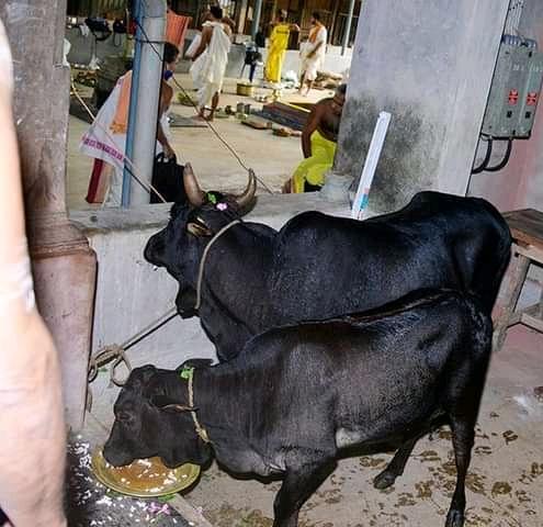 Saakshatv astrology dhaivaanudevathegala saakshi goomaathe