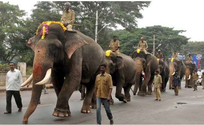 ದಸರಾ ಜಂಬೂಸವಾರಿ : “ಅಭಿಮನ್ಯು ಬ್ರಿಗೇಡ್” ನ ಸದಸ್ಯರ ಬಗ್ಗೆ ನಿಮಗೆಷ್ಟು ಗೊತ್ತು..?