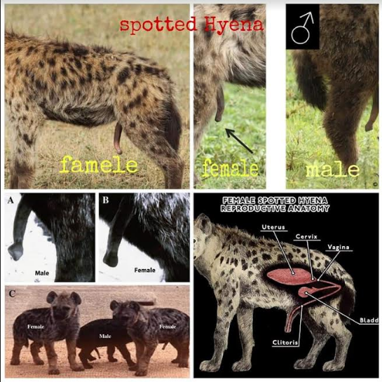 hyena saakshatv