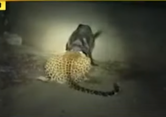 ಬೇಟೆಯಾಡಲು ಬಂದ ಚಿರತೆ ಮೇಲೆಯೇ ದಾಳಿ ಮಾಡಿದ ನಾಯಿ