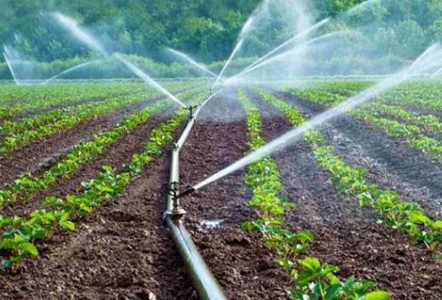 Agriculture Shrimp Scheme saaksha tv