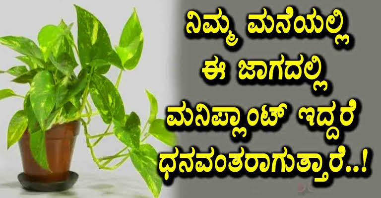 ಮನೆಯ ಸಮೃದ್ಧಿಯ ಕಾಪಾಡುವ ಅಷ್ಟೈಶ್ವರ್ಯ ನೀಡುವ ಈ ಗಿಡಮೂಲಿಕೆಯಿಂದ ಇಷ್ಟಾರ್ಥಗಳು ಸಿದ್ಧಿಯಾಗುತ್ತದೆ..