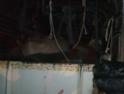 vehicle-carrying-cow-and-buffalo-illegall Bangalore saaksha tv